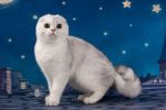 Продажа шотландских вислоухих котят (2 фотографии)